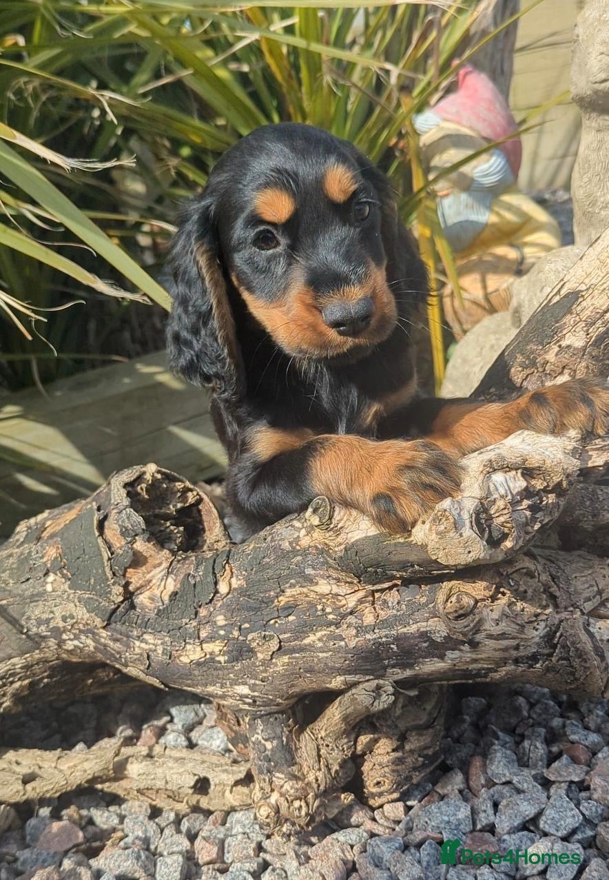 Cocker Spaniel dogs 🐶Working Cocker spaniels🐶 DNA clear  - Advert 12