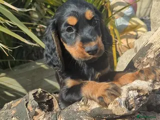 Cocker Spaniel dogs 🐶Working Cocker spaniels🐶 DNA clear - Advert 12
