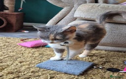 Mixed Breed cats for adoption: FELICITY - Image 4