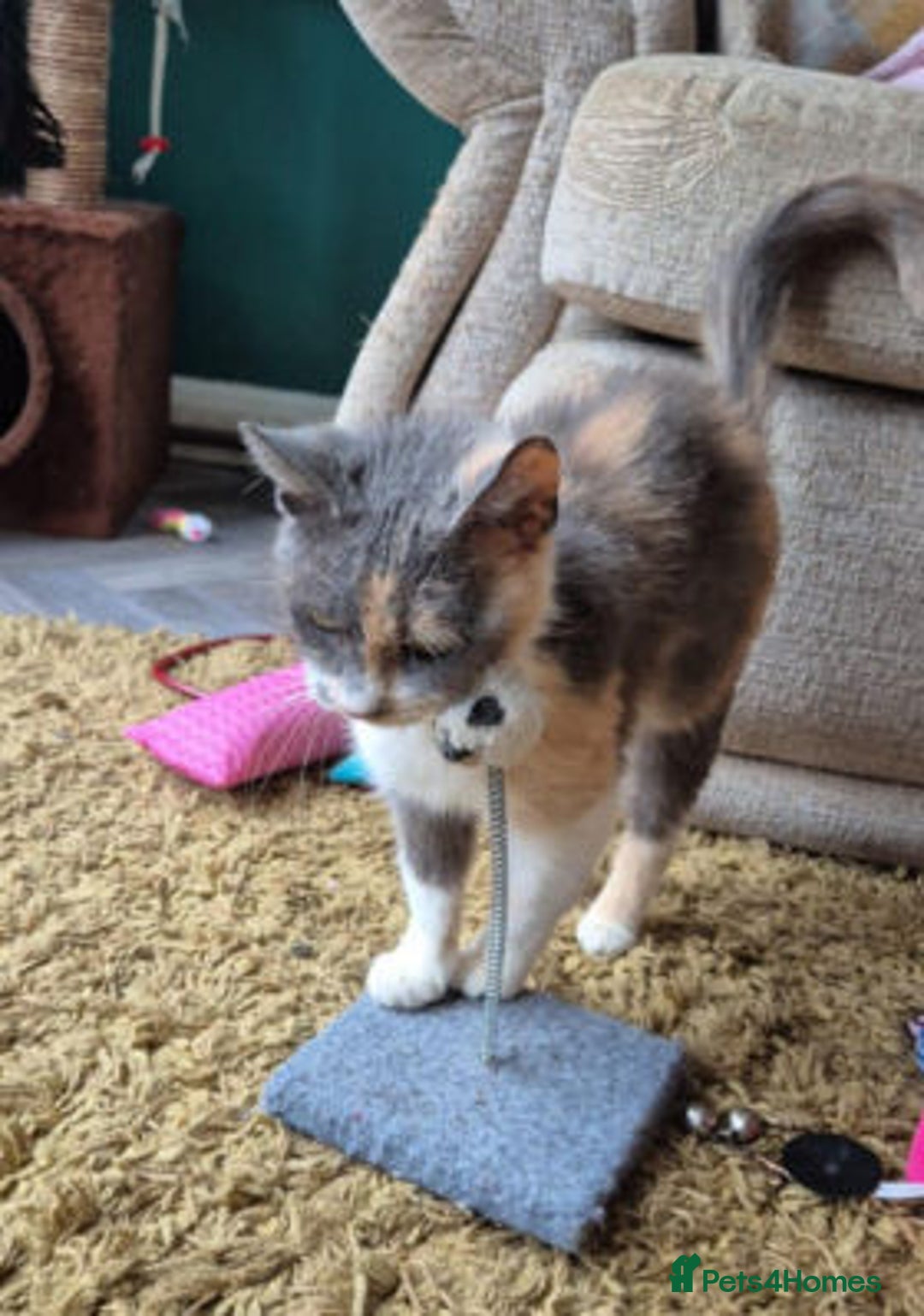 Mixed Breed cats for adoption: FELICITY - Image 4