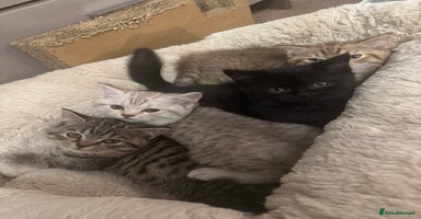 British Shorthair cats - Advert 13