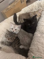 British Shorthair cats - Advert 3