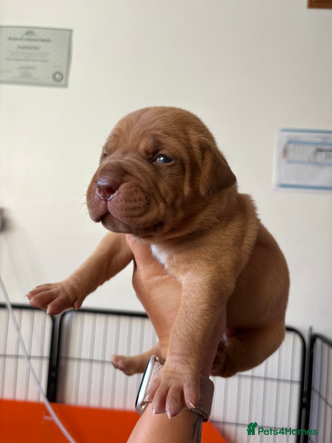 Dogue De Bordeaux dogs for sale: KC reg Dogue de Bordeaux puppies  - Image 29