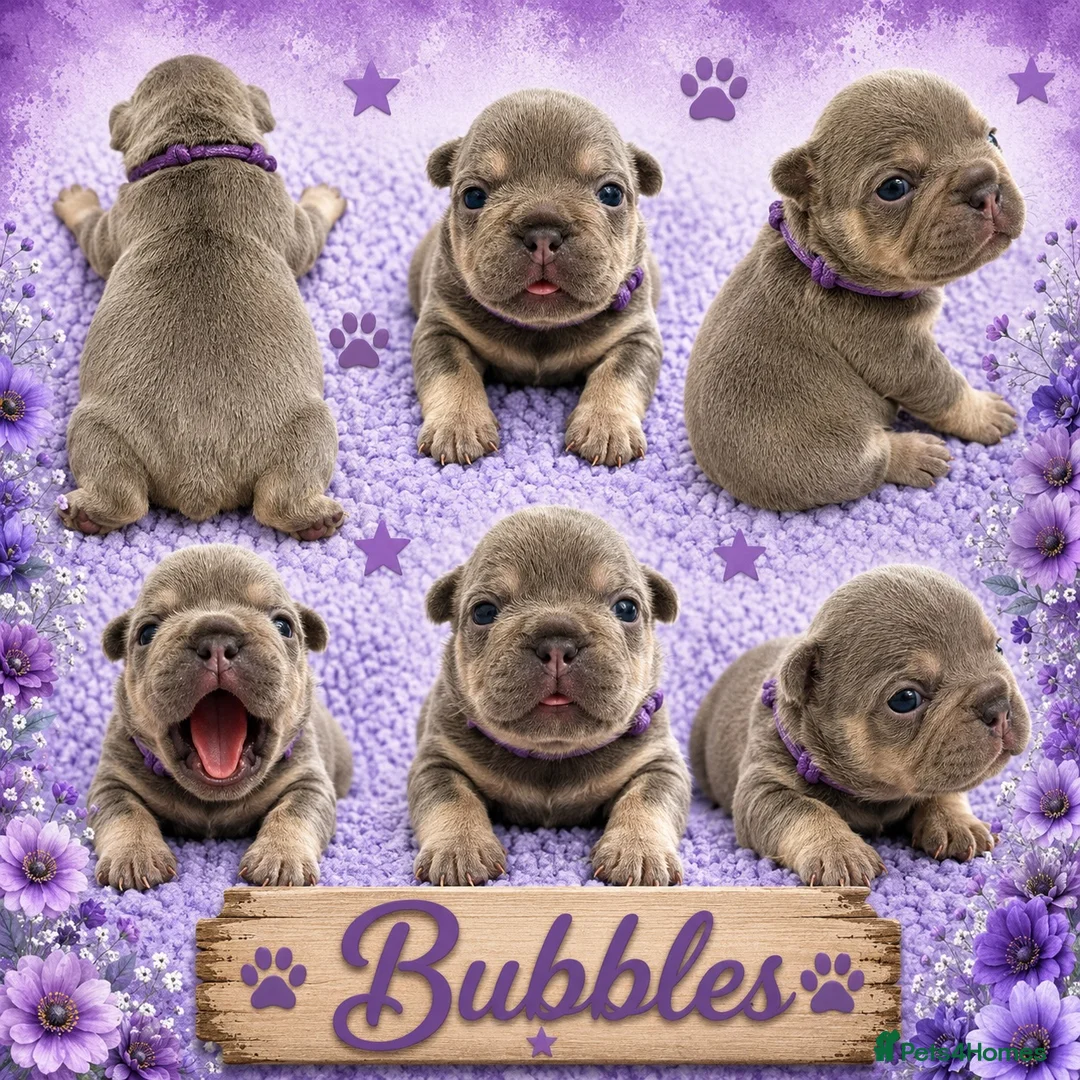 French Bulldog dogs for sale: Outstanding KC registered French bulldog puppies  - Advert 8