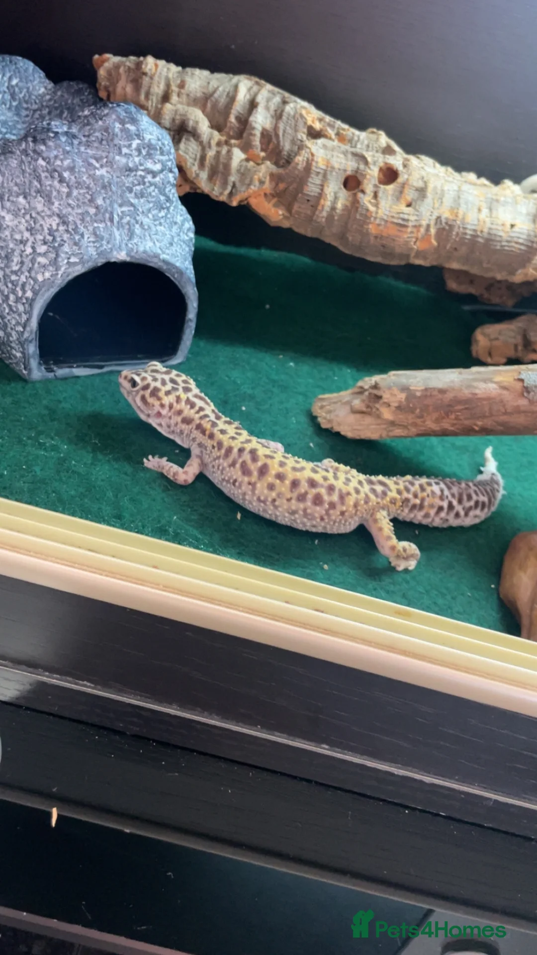 Gecko reptiles for sale: Leopard gecko name Georgia  - Advert 2