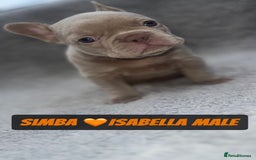 French Bulldog dogs for sale: French bulldog puppies for sale  - Image 9