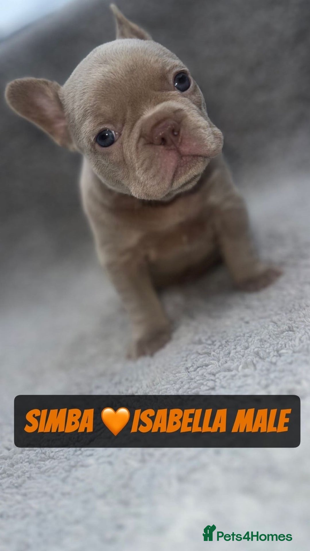 French Bulldog dogs for sale: French bulldog puppies for sale  - Image 9