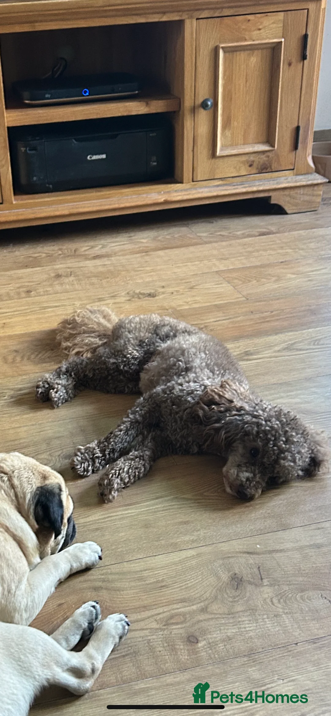 Toy Poodle dogs for stud: Health tested KC chocolate toy poodle stud in Stevenage - Advert 34