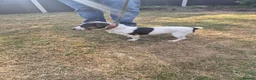 Jack Russell dogs for sale: Jack Russell puppies  - Advert 19