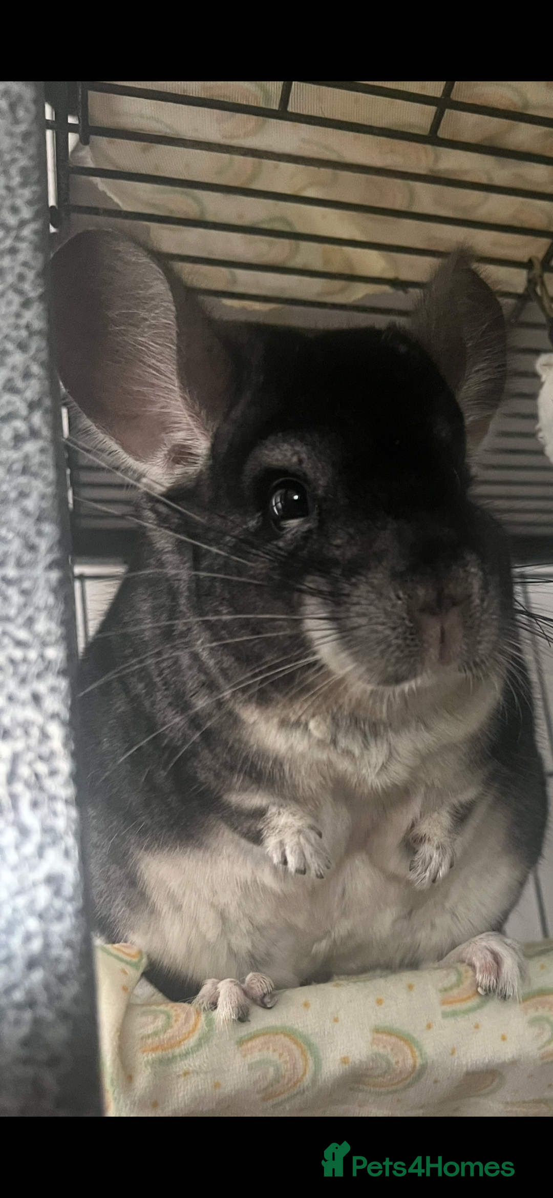 Chinchilla rodents for sale: Male chinchilla  - Advert 2