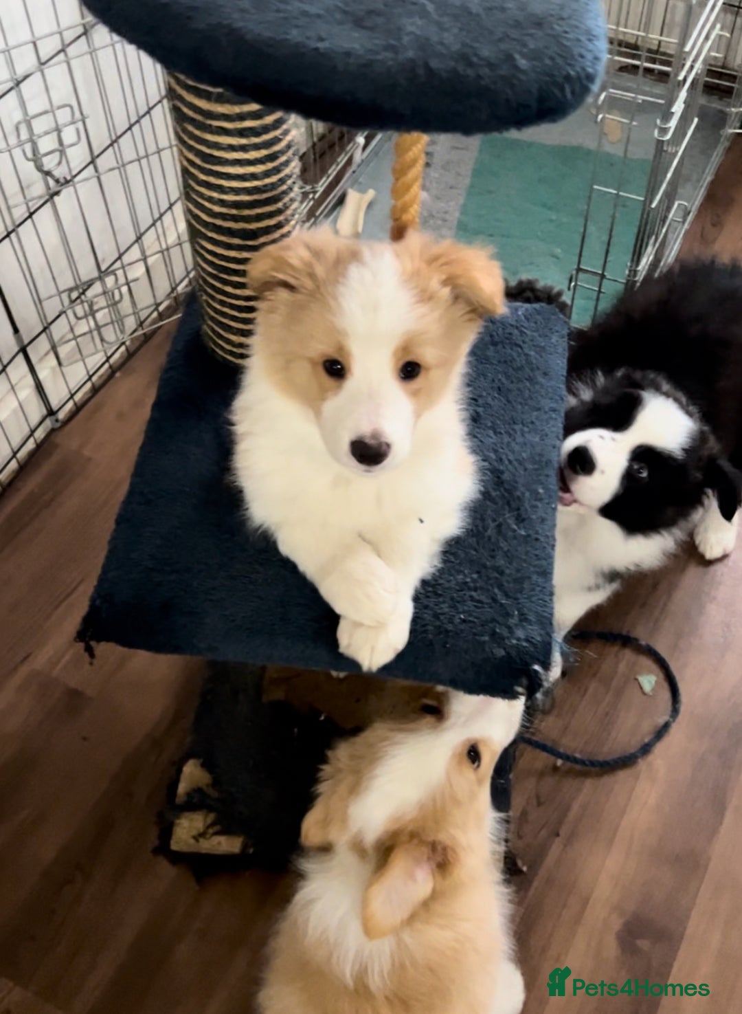 Border Collie dogs for sale: DUE 1st August Border collie Puppies - Image 26