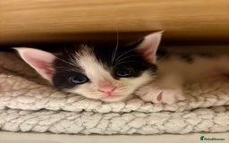 British Shorthair cats for sale: Female Kittens - Image 12