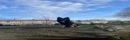 German Shepherd dogs for sale: German shepherd - Advert 3