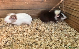 Guinea Pig rodents for sale: Guinea pig babies for sale - Image 3