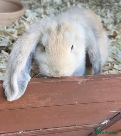 French Lop rabbits - Advert 2