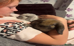 Mini Lop rabbits for sale: Mini Lop male brothers  - Image 11