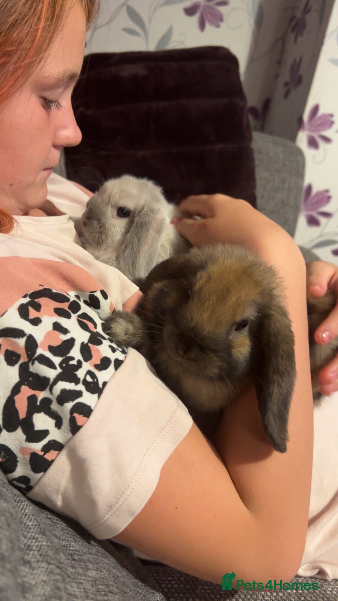 Mini Lop rabbits for sale: Mini Lop male brothers  - Image 11
