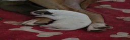 American Bulldog dogs for sale: American bull.dog puppies  in Wigan - Advert 32