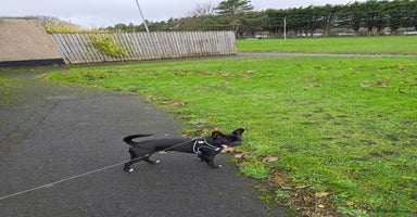 Mixed Breed dogs Oliver - Advert 16