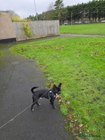 Mixed Breed dogs Oliver - Advert 15