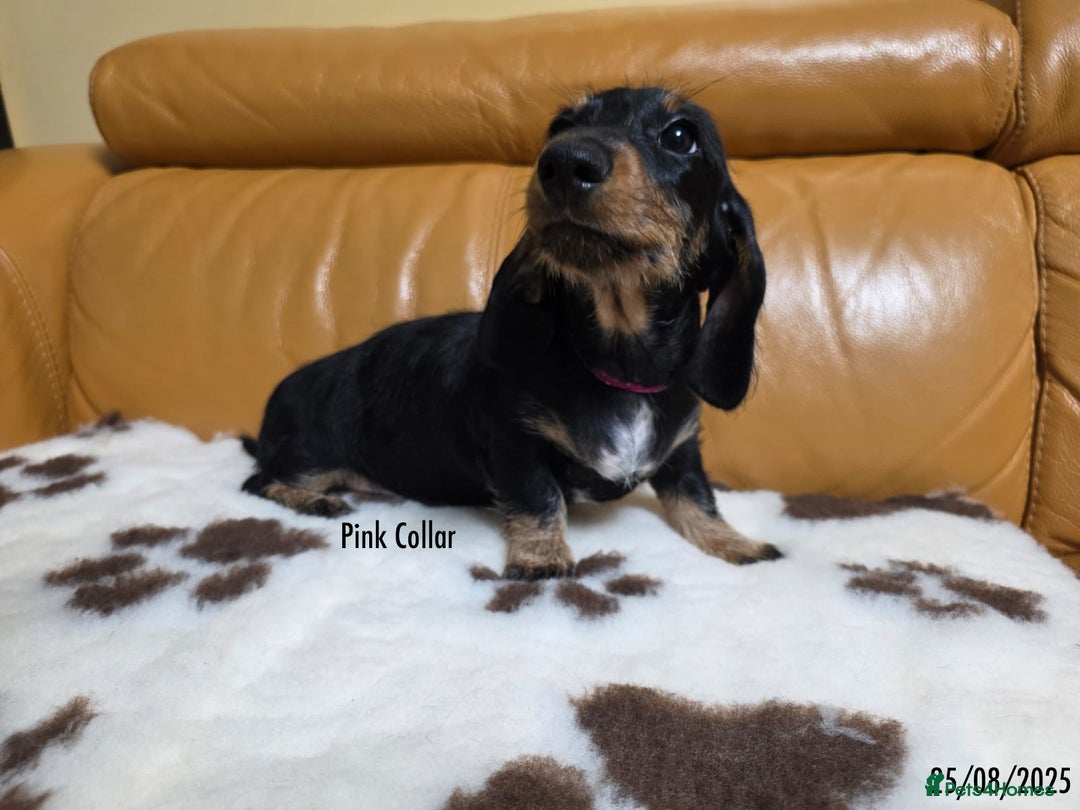 Miniature Dachshund dogs for sale: Miniature Dachshund for sale - FULLY VACCINATED - Image 7