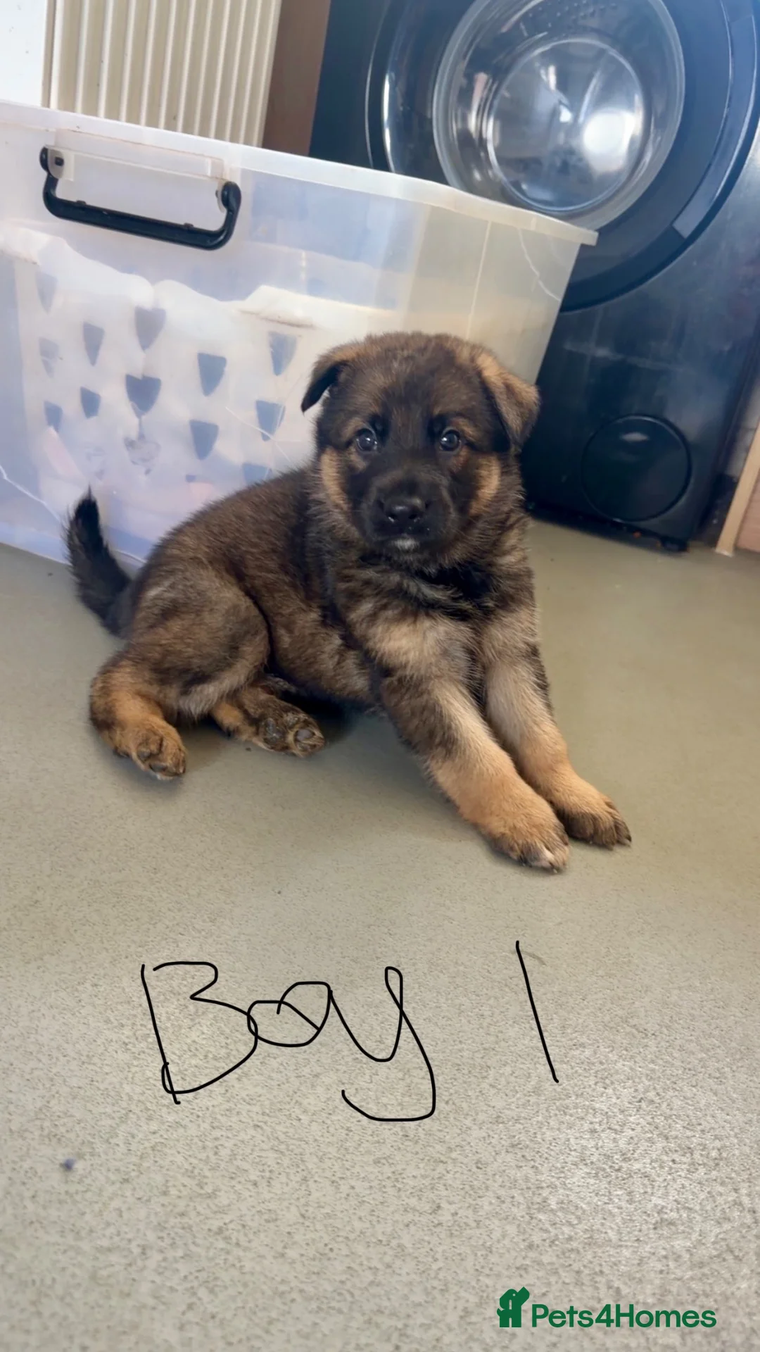 German Shepherd dogs for sale: 3 German Shepherd Puppies  in Doncaster - Advert 2