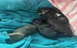 Mixed Breed dogs for sale: 4 Stunning Patterdale X Lakeland Terrier puppies - Image 3