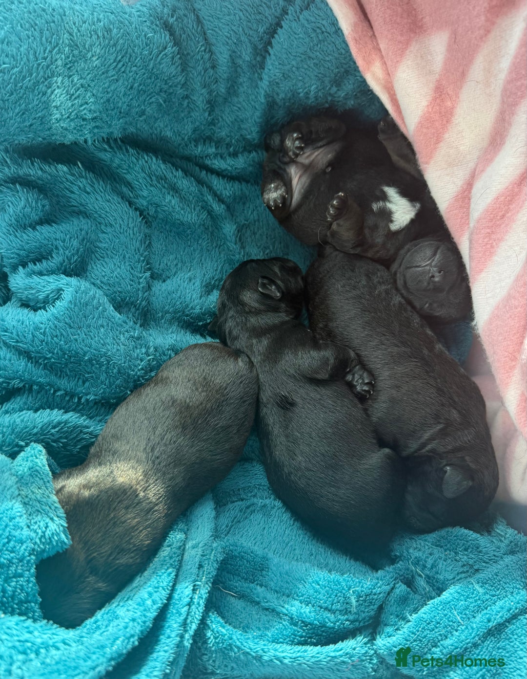 Mixed Breed dogs for sale: 4 Stunning Patterdale X Lakeland Terrier puppies - Image 3