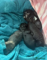 Mixed Breed dogs 4 Stunning Patterdale X Lakeland Terrier puppies - Advert 5