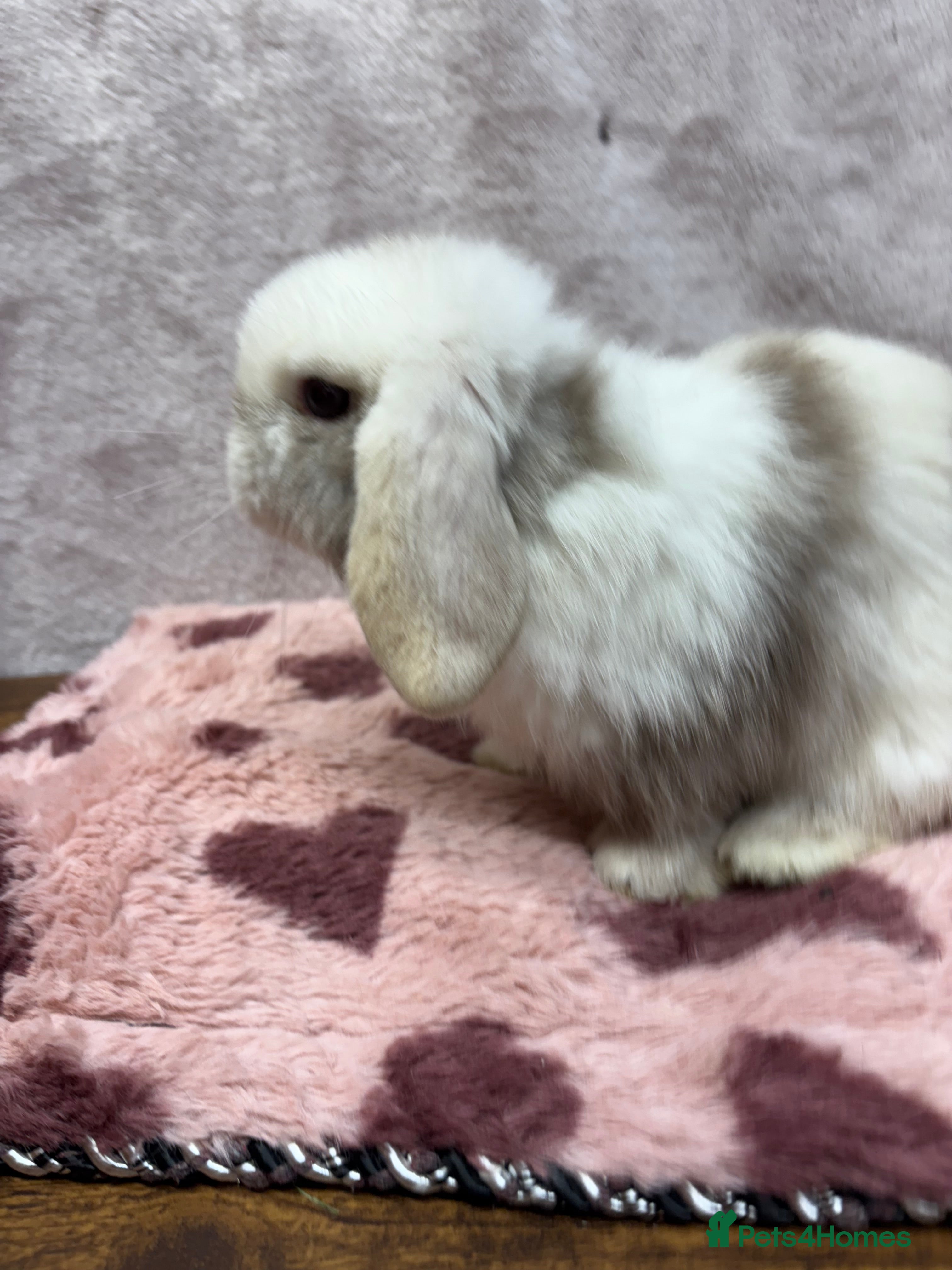 Mini Lop rabbits Friendly and curious mini lops (vaccinated) - Advert 3