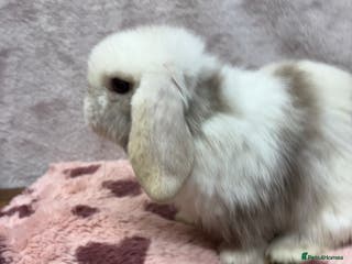 Mini Lop rabbits Friendly and curious mini lops (vaccinated) - Advert 6