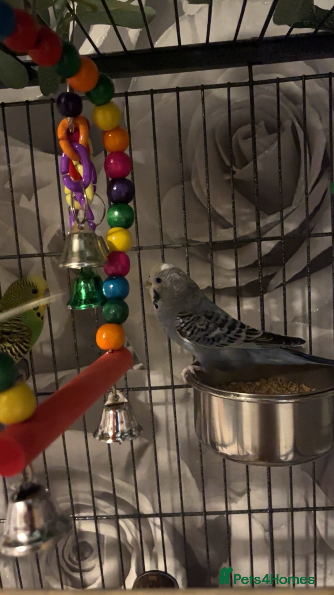 Budgerigars birds for sale: male budgies - Advert 5