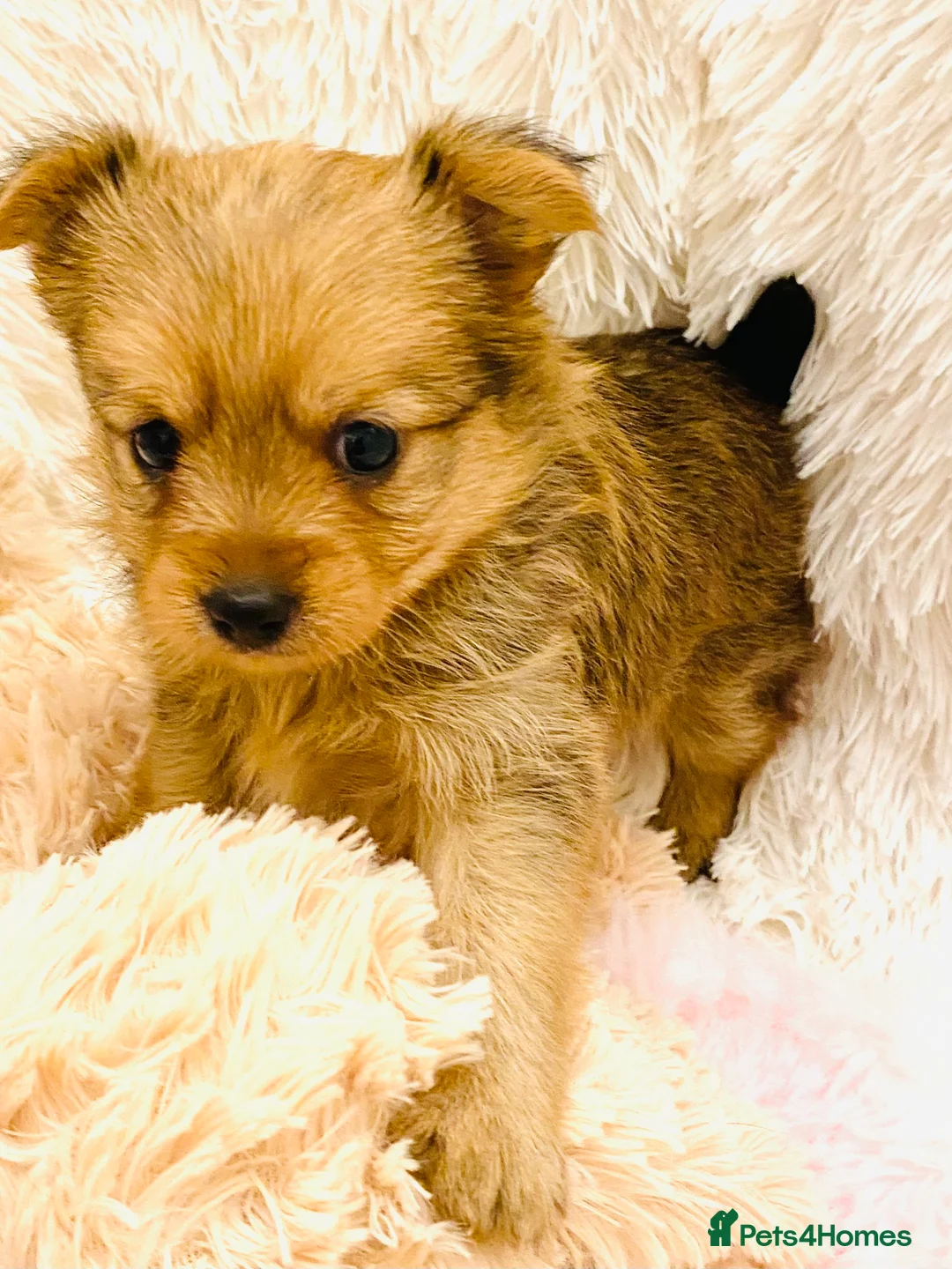 Mixed Breed dogs for sale: Adorable Pom/yorkshire puppy’s  - Advert 6