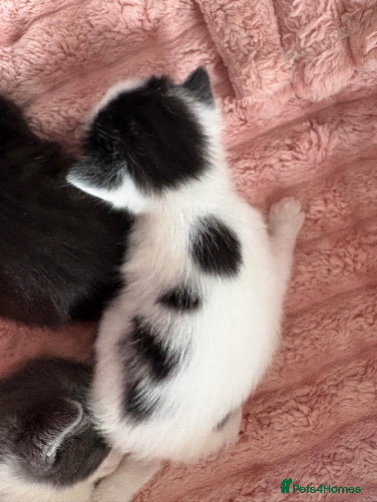 Mixed Breed cats 2 x Kittens for Sale  - Advert 18