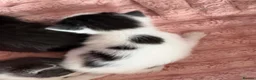 Mixed Breed cats for sale: 2 x Kittens for Sale  in Clackmannan - Advert 2