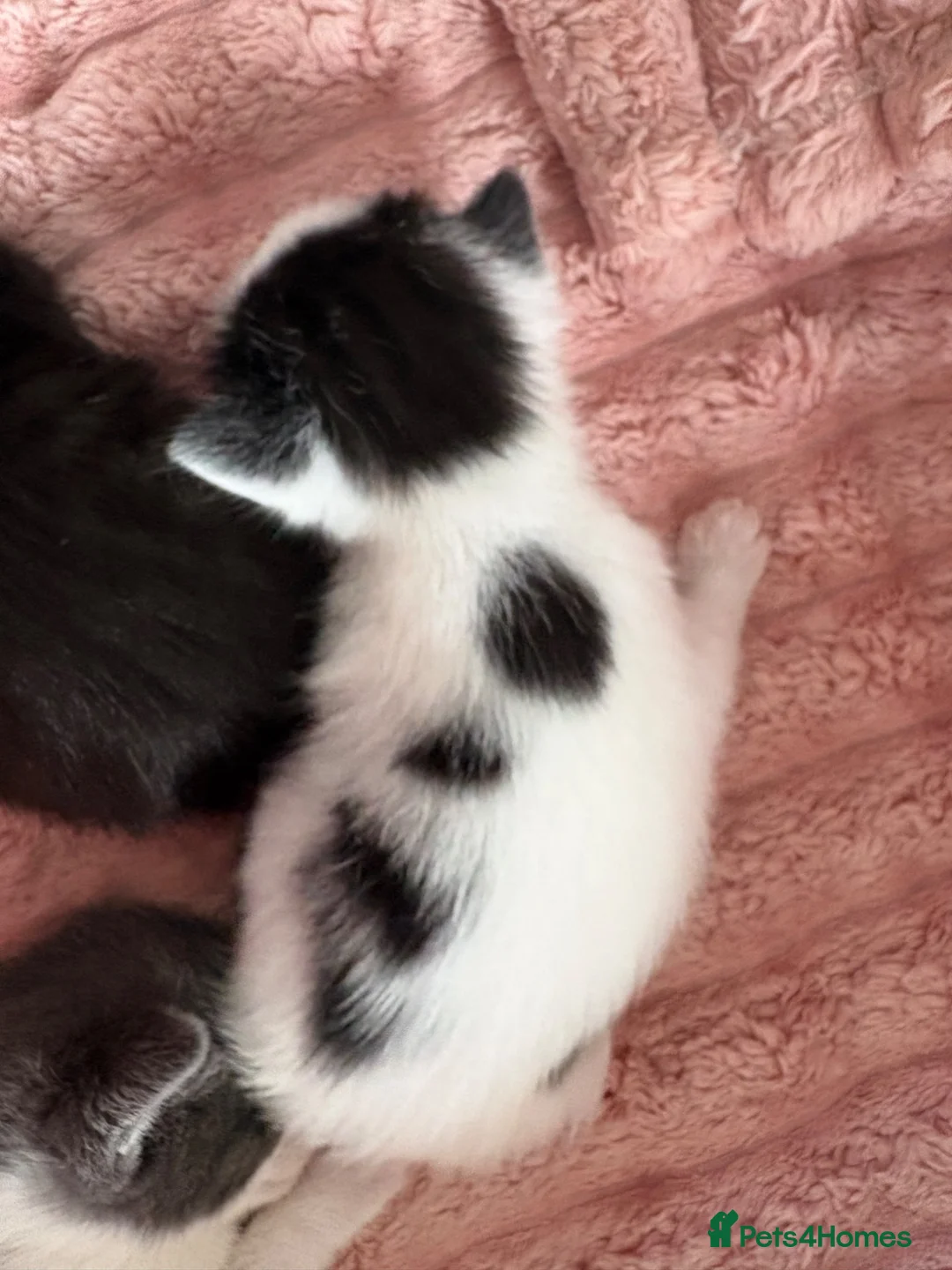 Mixed Breed cats for sale: 2 x Kittens for Sale  in Clackmannan - Advert 2