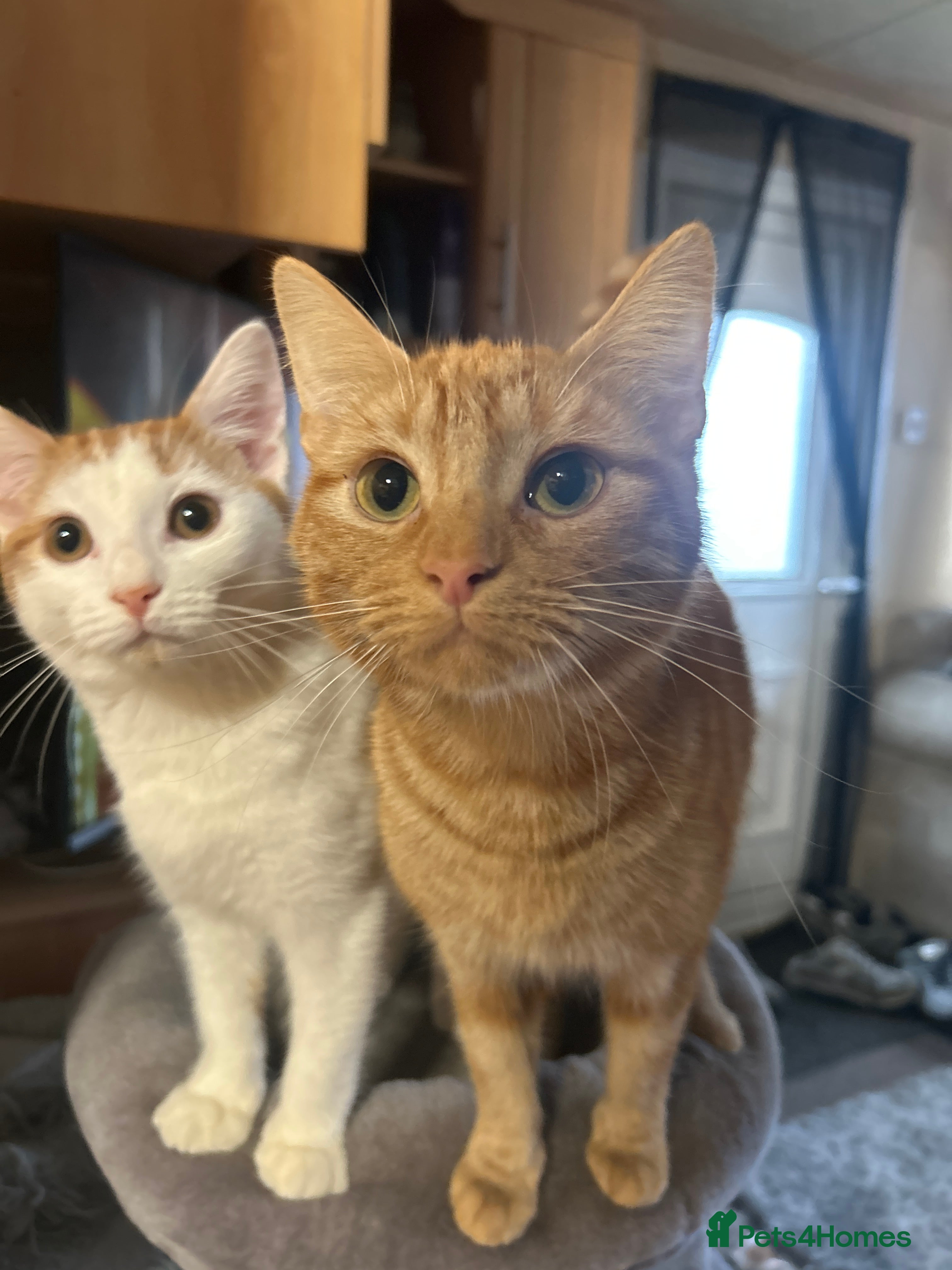 Mixed Breed cats Beautiful Kittens For Sale  - Advert 7