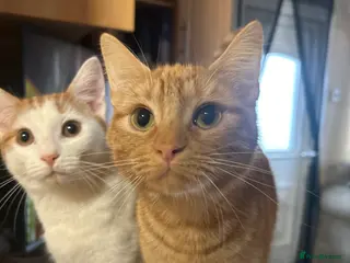 Mixed Breed cats Beautiful Kittens For Sale - Advert 1