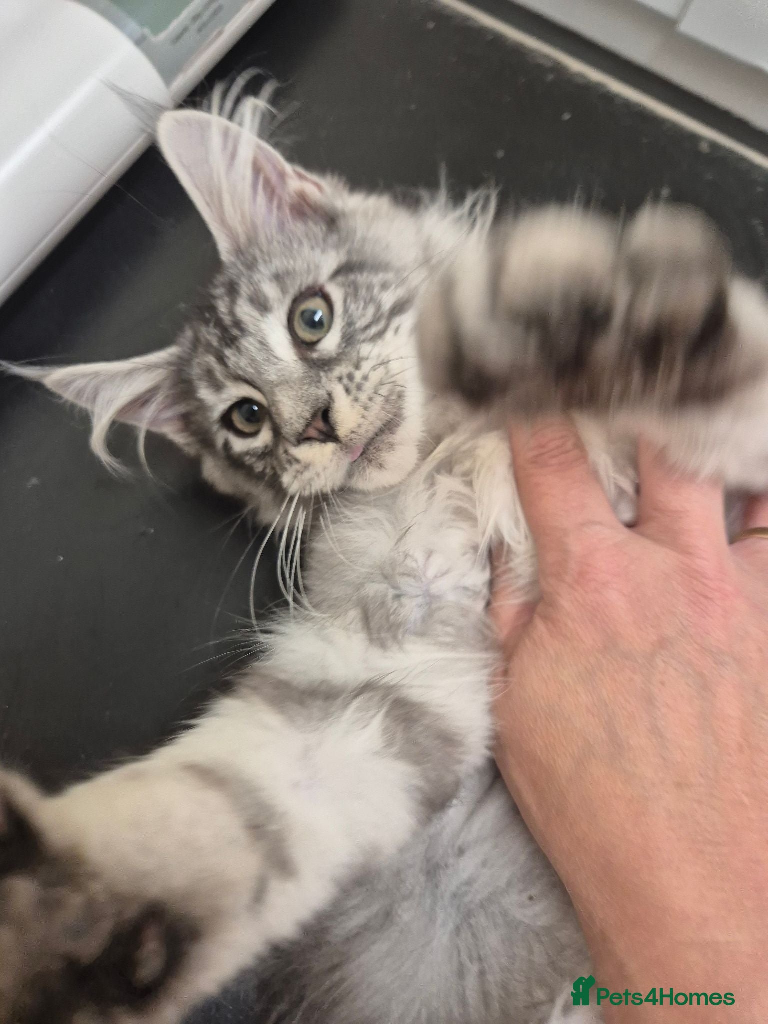 Maine Coon cats Large Maine Coon Kittens chipped and vaccinated - Advert 1