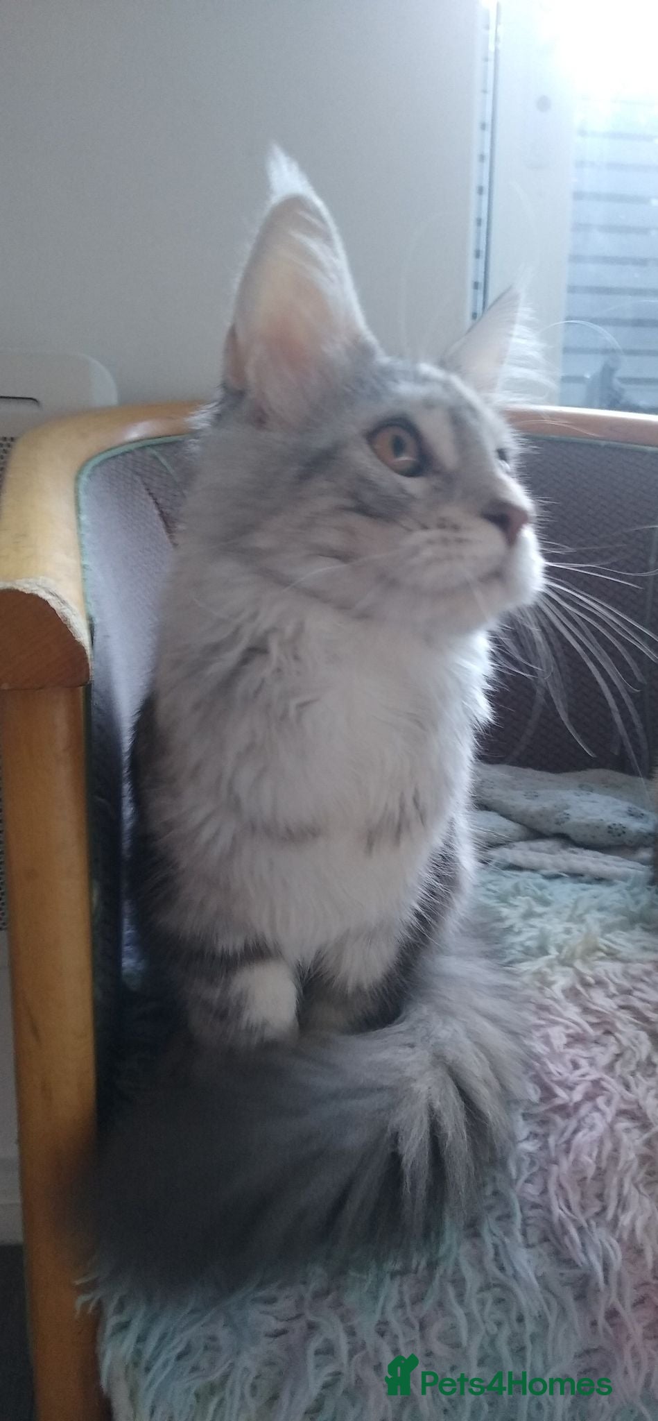 Maine Coon cats Beautiful Maine Coon girl TICA REG - Advert 2