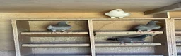 Pigeons birds for sale: 2026 Young Racing Pigeons  in Chesterfield - Advert 3