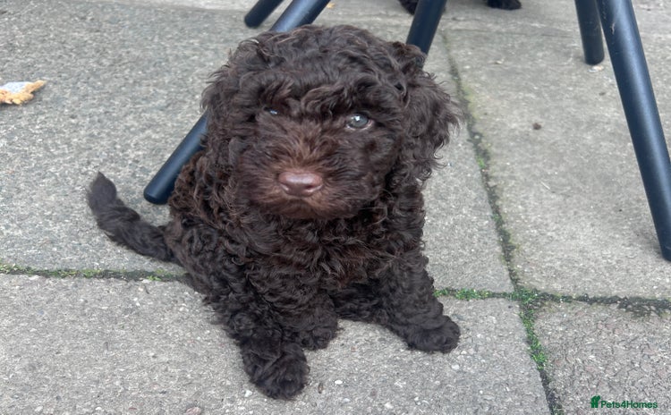 Toy Poodle dogs - Advert 1