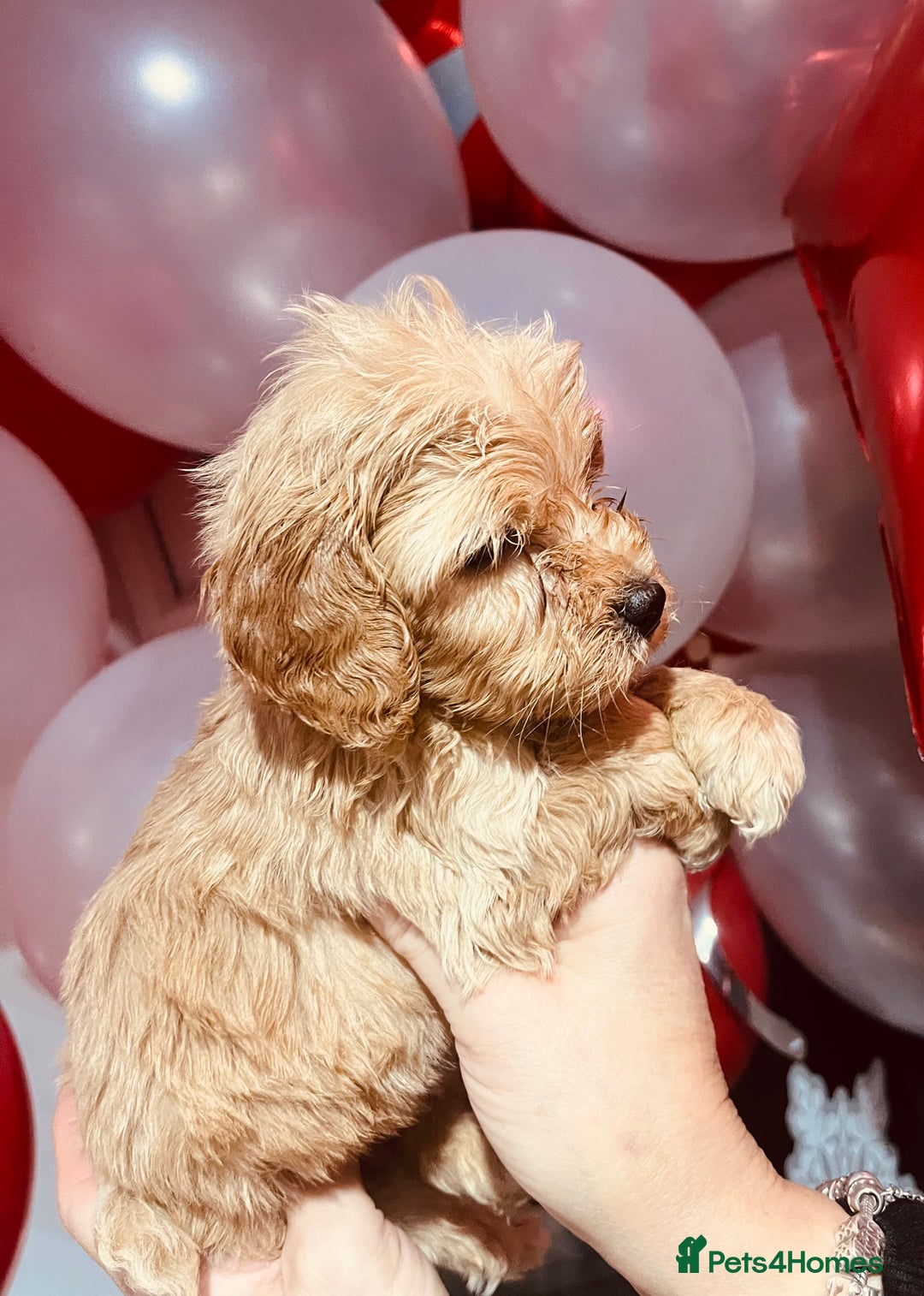 Cockapoo dogs for sale: ⭐️EXTENSIVELY HEALTH TESTED, COCKAPOO F1B GIRL⭐️ - Advert 2