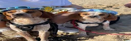 Mixed Breed dogs for sale: 6 month old pup  - Advert 11