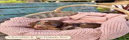 Miniature Dachshund dogs for sale: Miniature Dachshund Boys and Girl - Advert 2