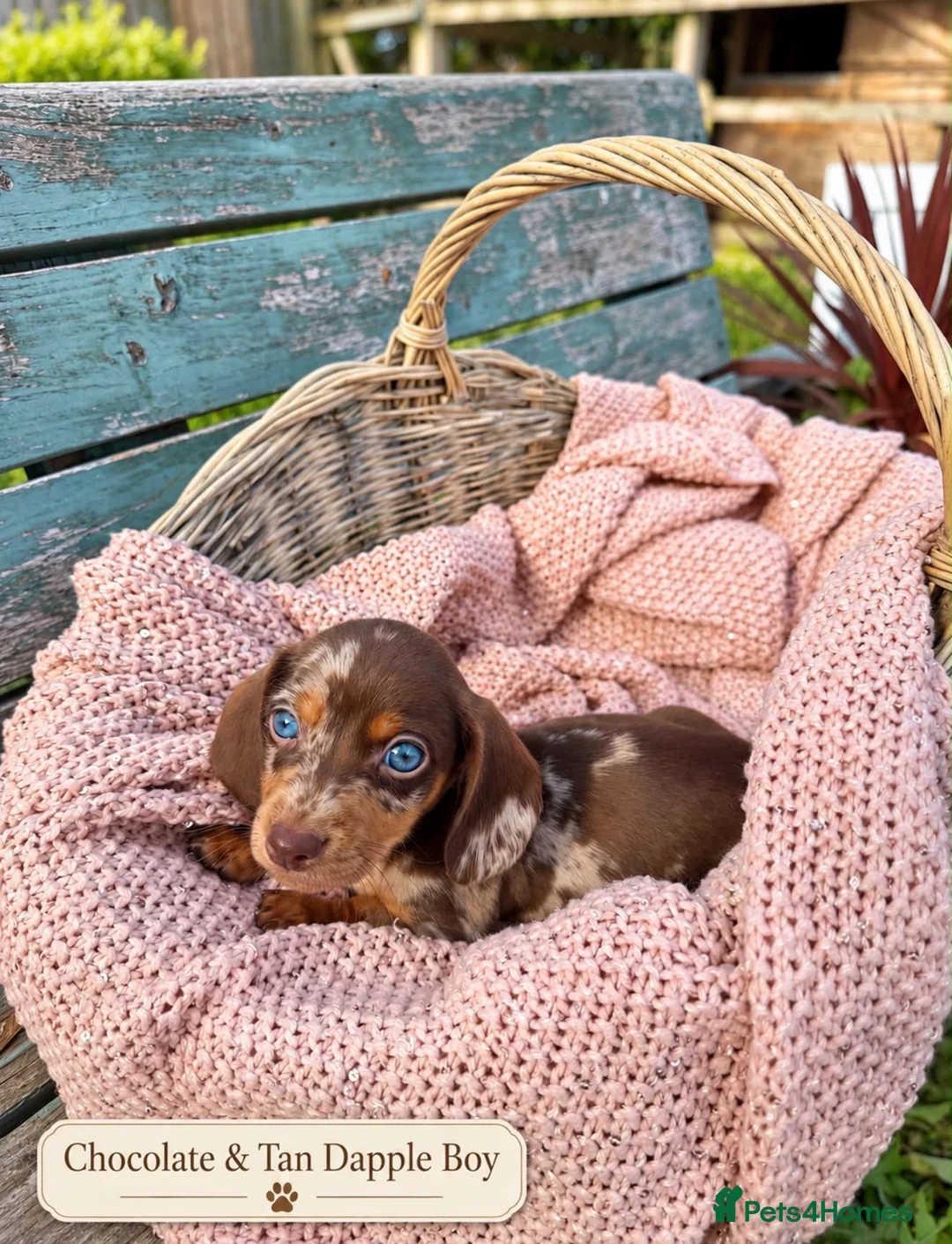 Miniature Dachshund dogs for sale: Miniature Dachshund Boys and Girl - Advert 2