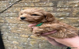 Cavapoo dogs for sale: Cavapoos puppies  - Image 15