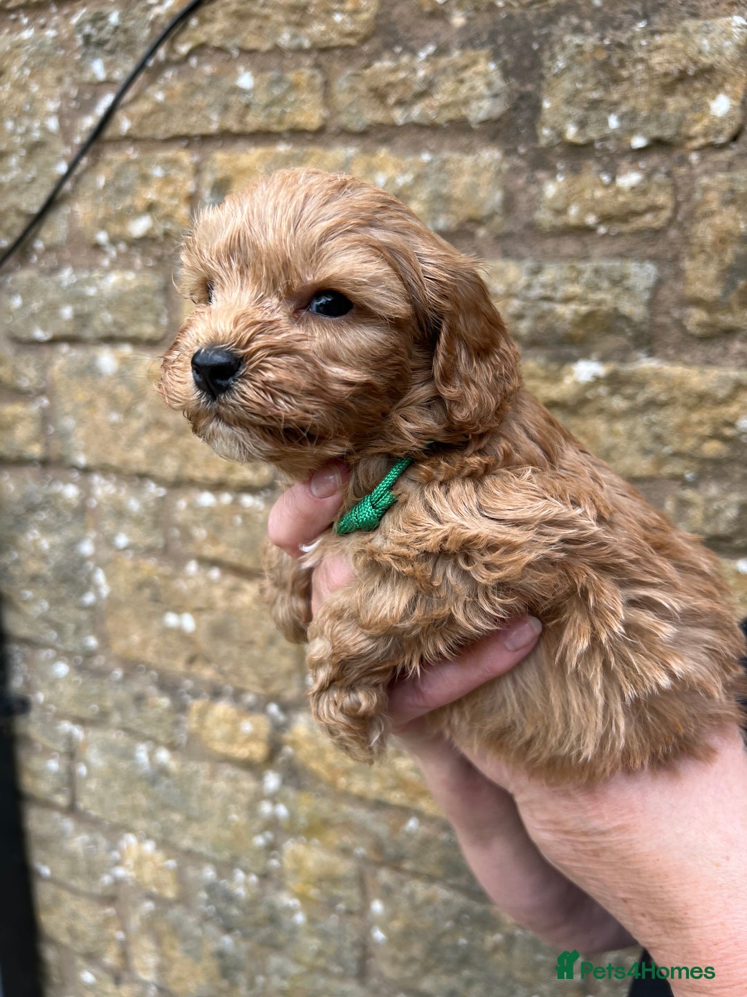 Cavapoo dogs for sale: Cavapoos puppies  - Image 15