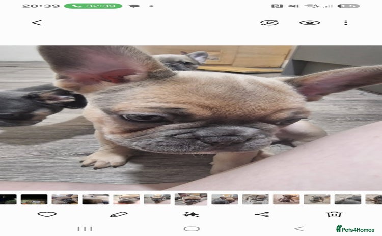 French Bulldog dogs - Advert 8