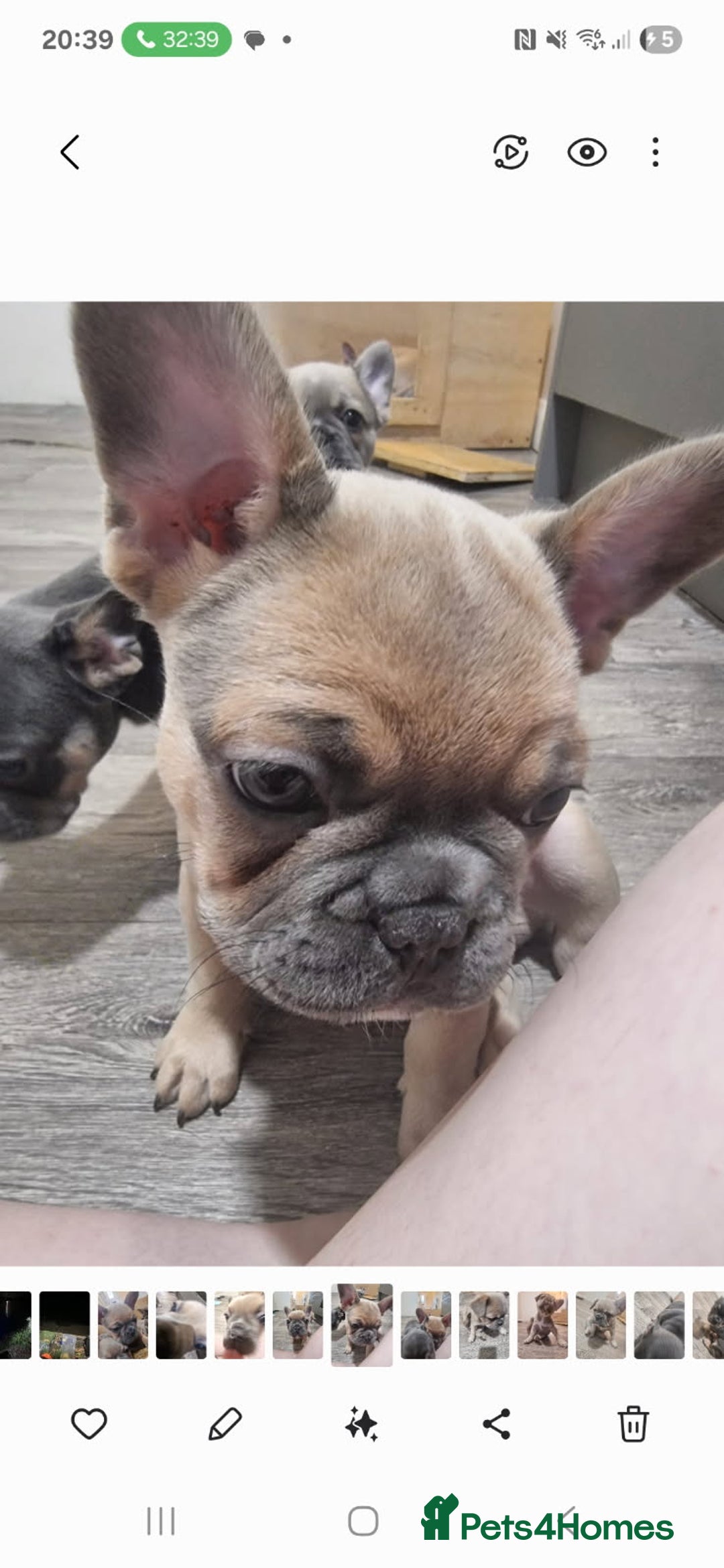 French Bulldog dogs for sale: Beautiful nature puppy 12 weeks old male  - Image 1